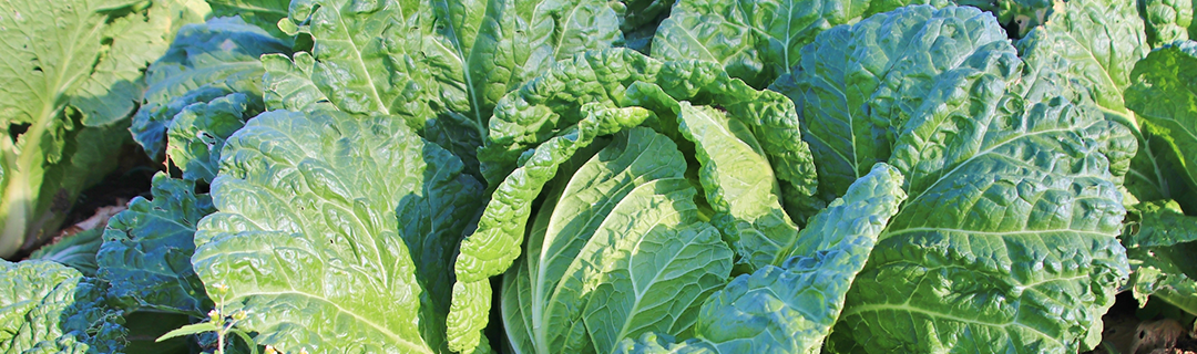 白菜倶楽部のこだわりイメージ